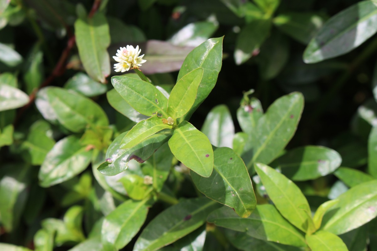 Alternanthera philoxeroides (Mart.) Griseb.